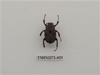 藏品(台灣角金龜)的圖片